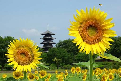 ひまわり