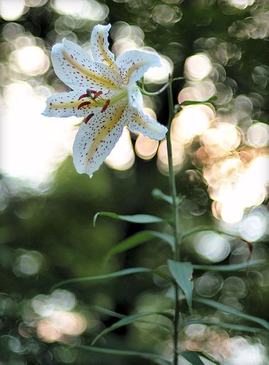 妖しの森