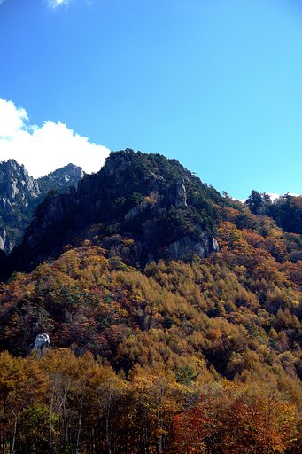 紅葉