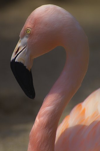鼻の穴がつながってる！