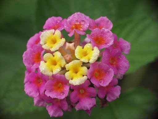 花