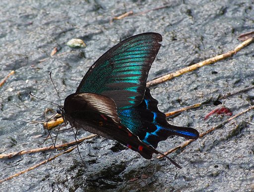 「瞬」カラスアゲハ