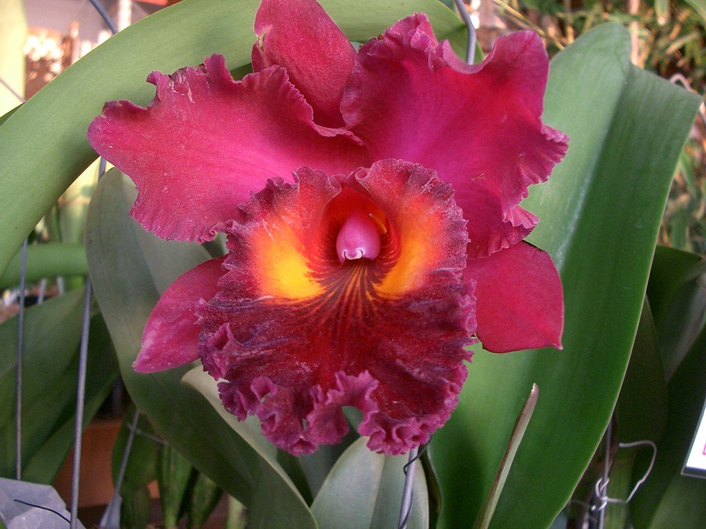 売り場の花