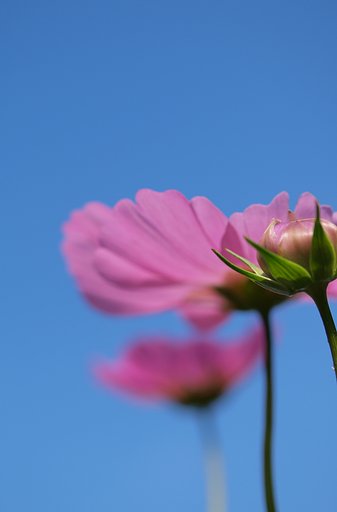 【秋影】秋桜