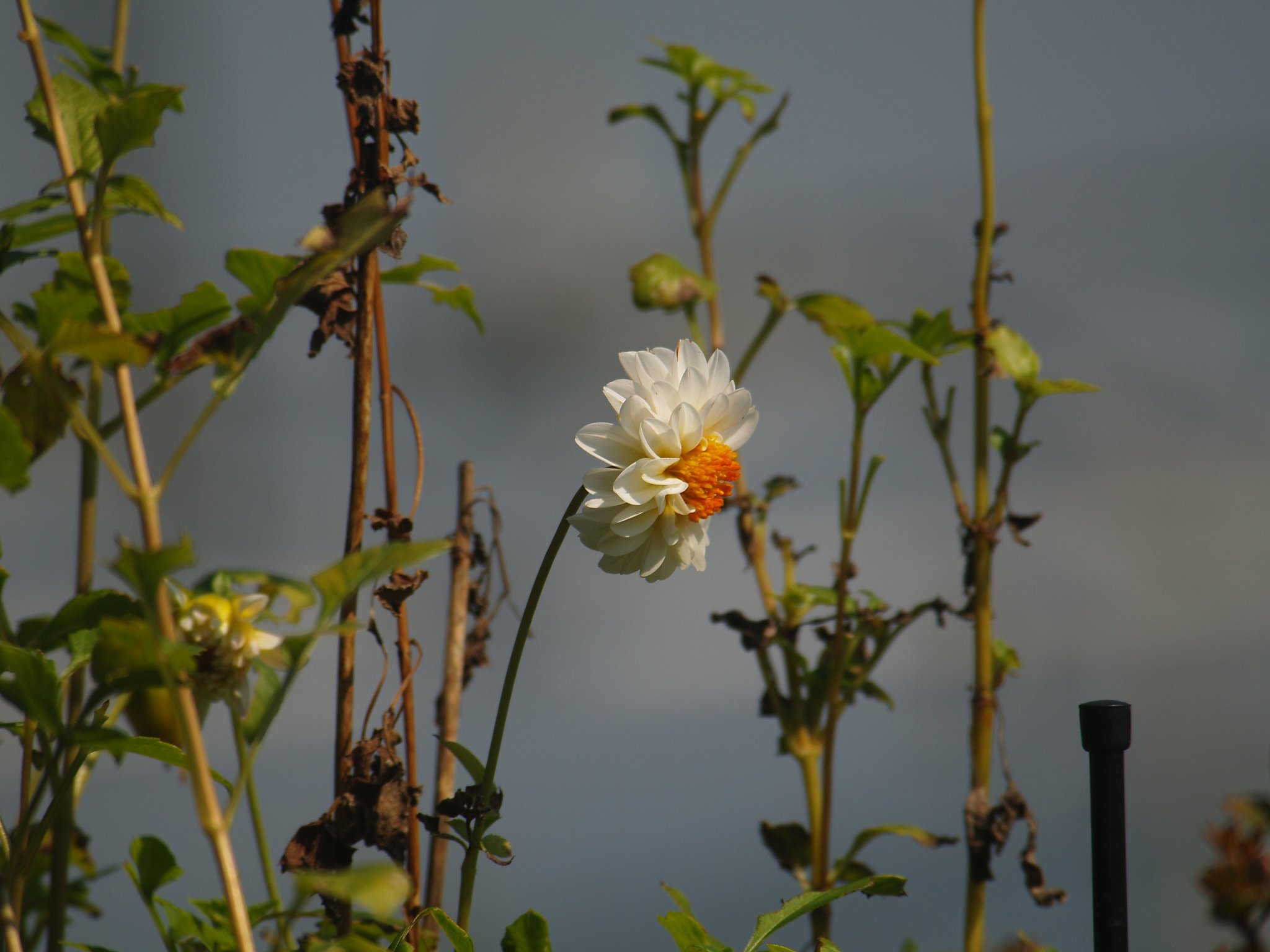 花はズームで撮るべきか