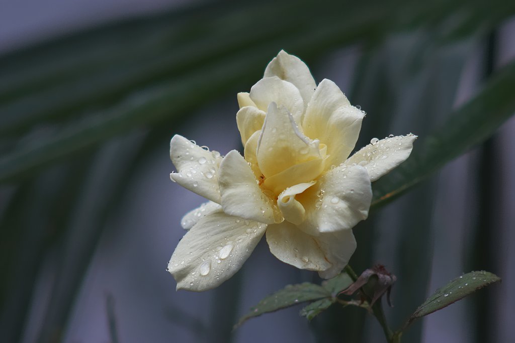 雨でもカメラは持ち歩きます