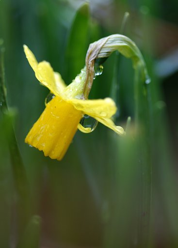 水仙君