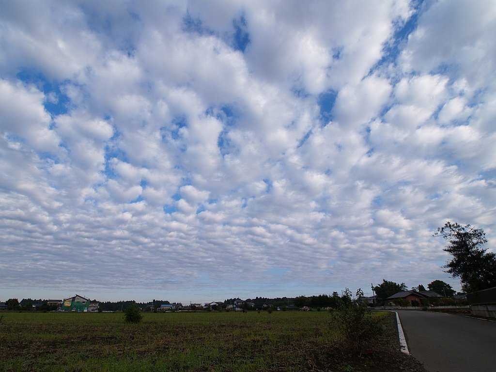 私もうろこ雲を・・・^^;