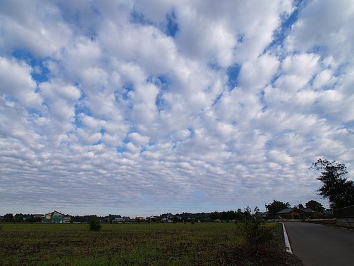 私もうろこ雲を・・・^^;