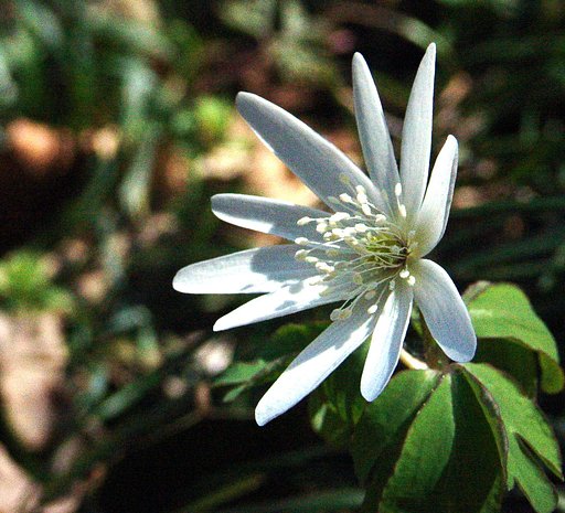 草間台地の華③