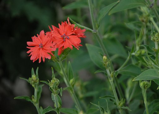 センノウの花