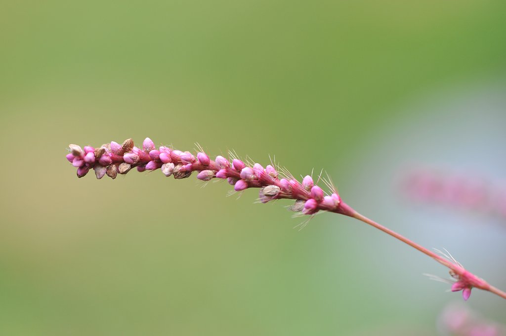 D700試し撮り