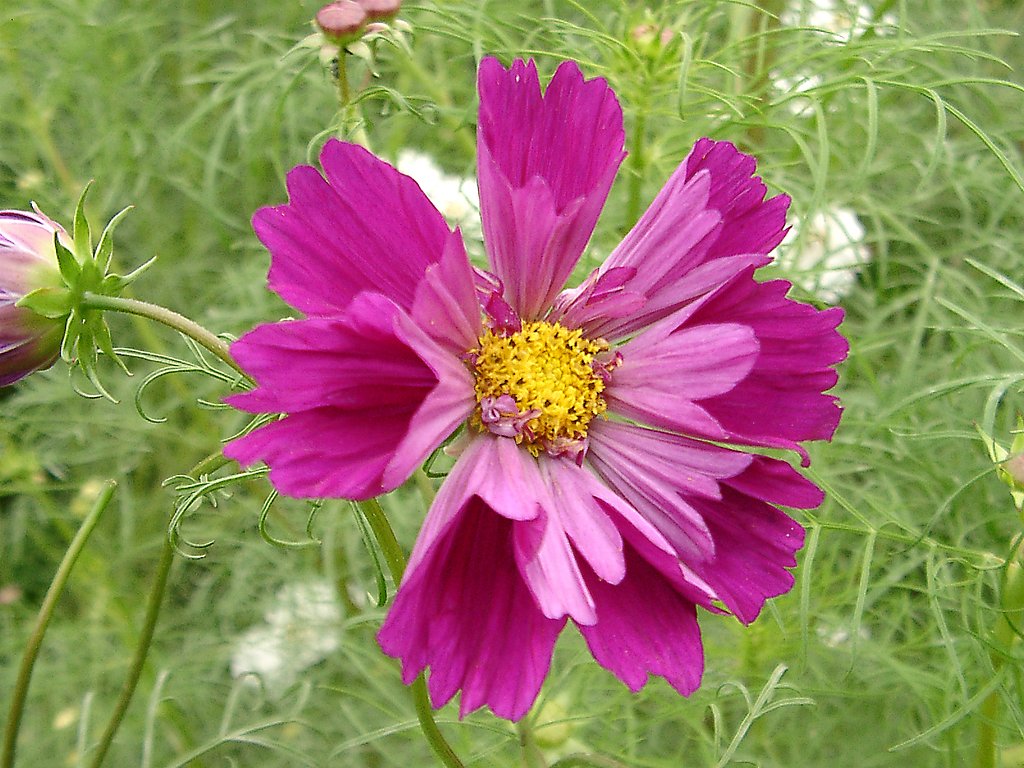 ★コスモスの競演-23 パイドパイパーレッド
