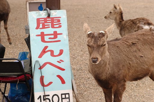 買って〜