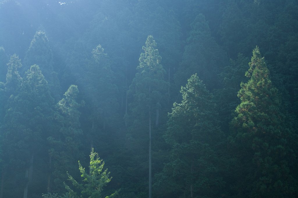 山紫