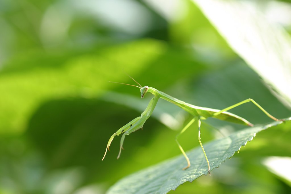 丘サーファーなカマキリ君