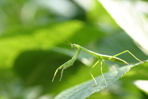 丘サーファーなカマキリ君