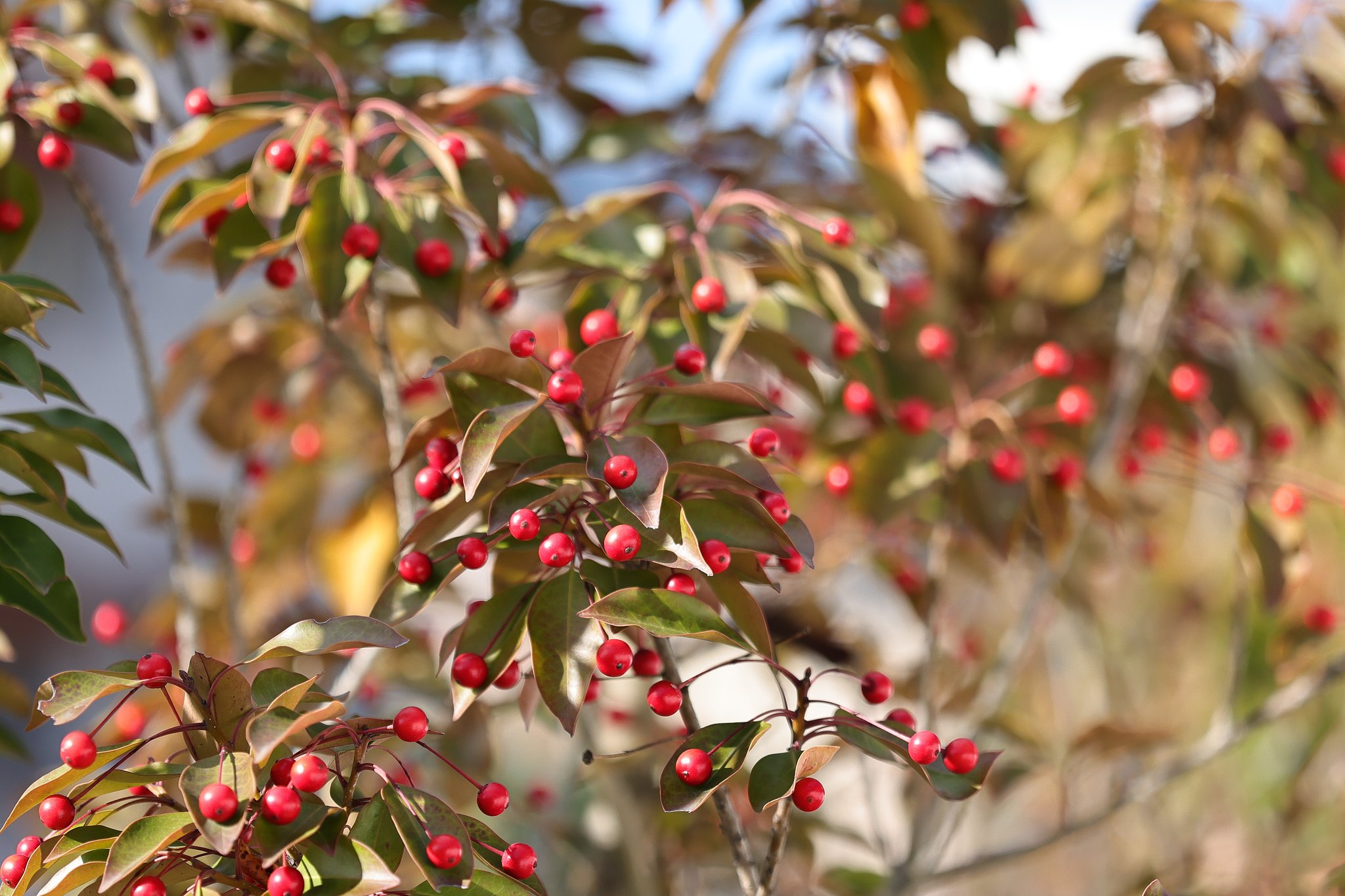 町内の赤い実(その2) ソヨゴ