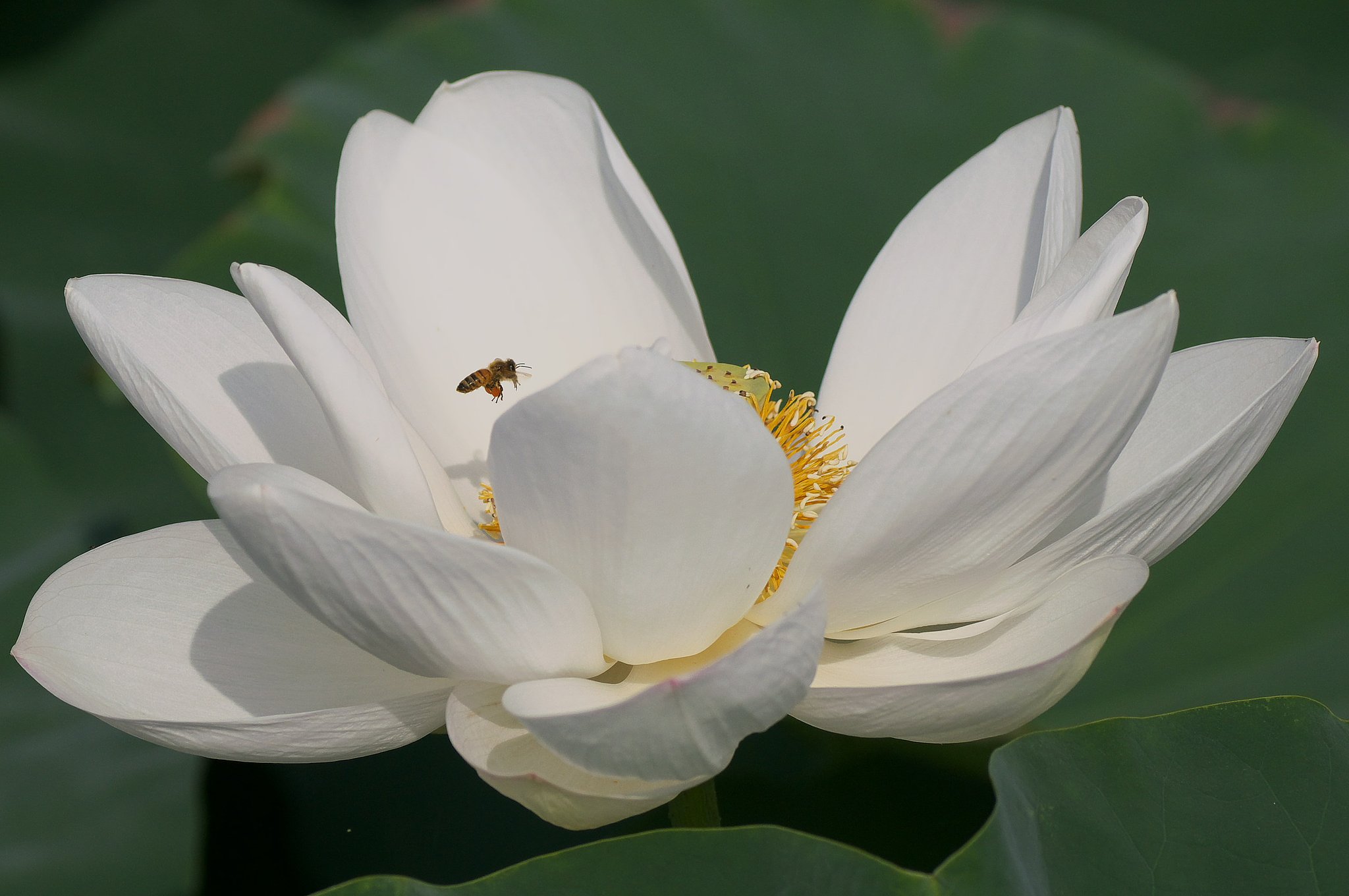 はすの花2