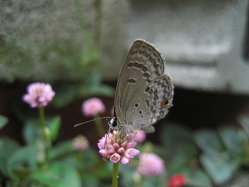 ヒメツルソバの花に