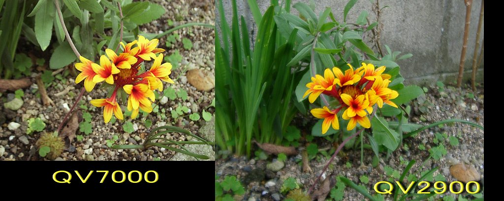 お花撮りました。