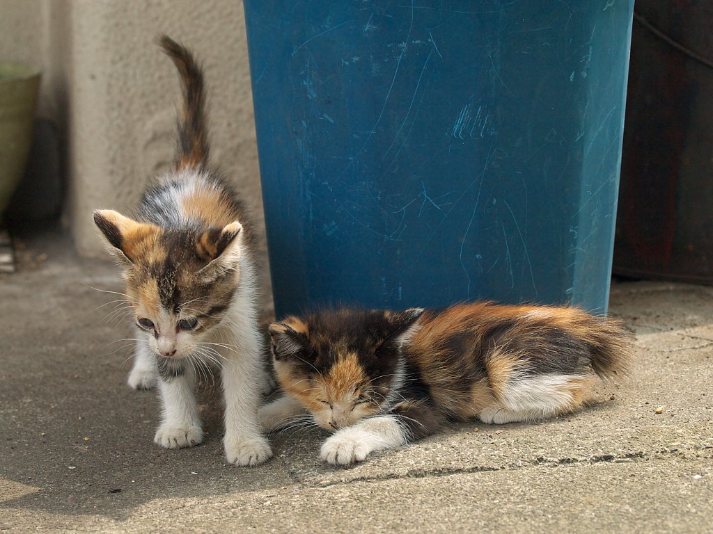 駅猫