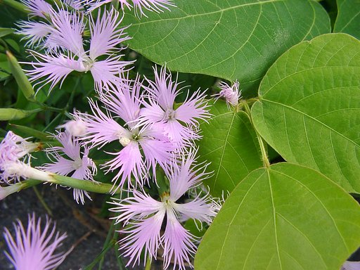 雑草の中のナデシコ