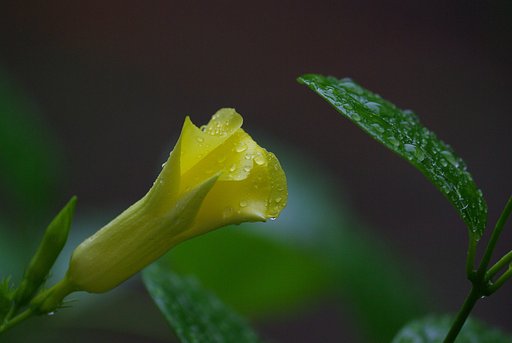 雨に濡れて