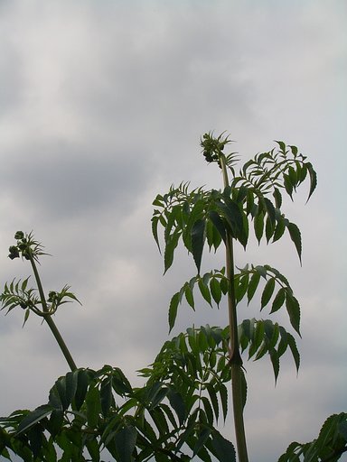 「皇帝ダリア」蕾をつけました。
