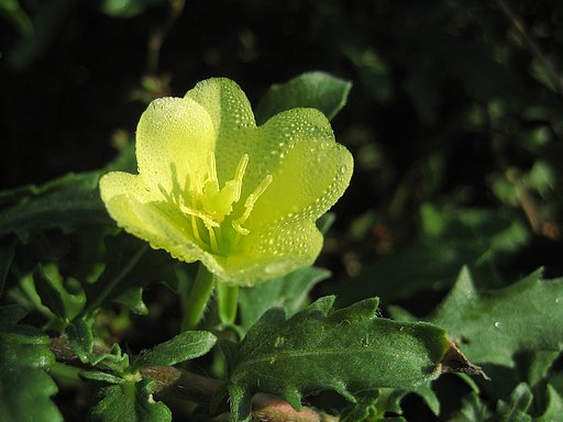 【秋影】小さな野の花