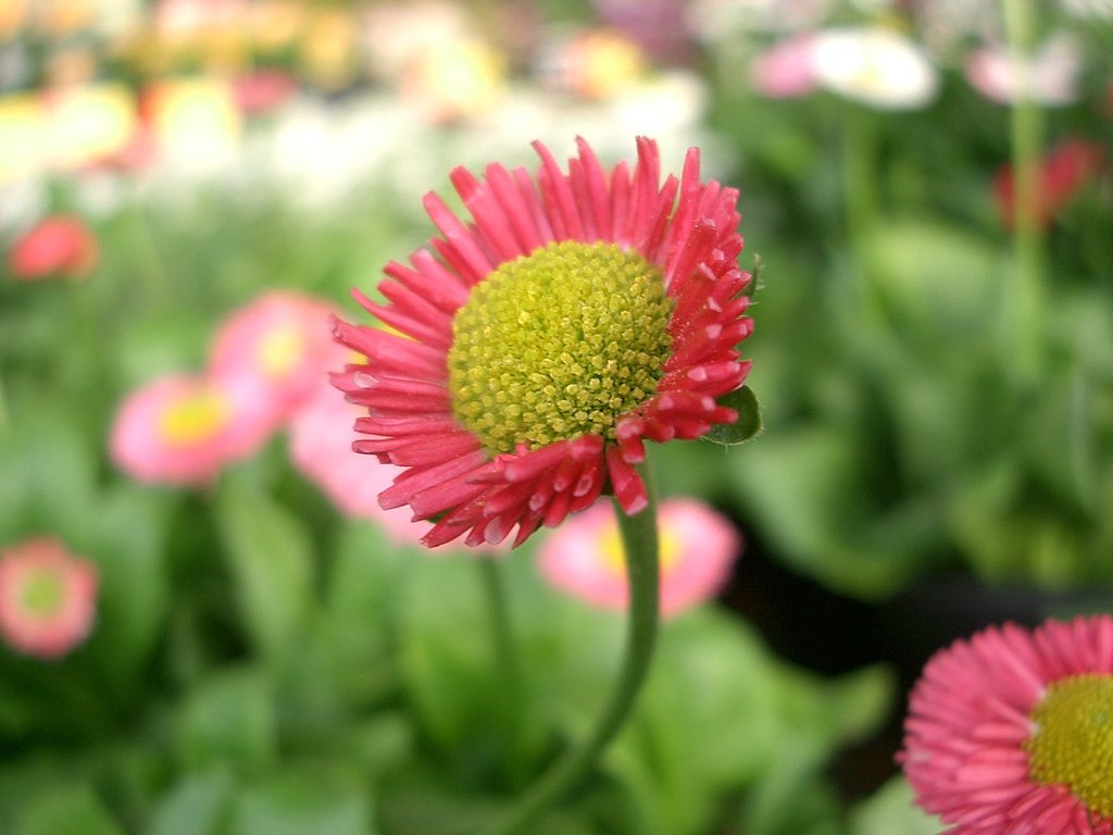 売り場の花その4