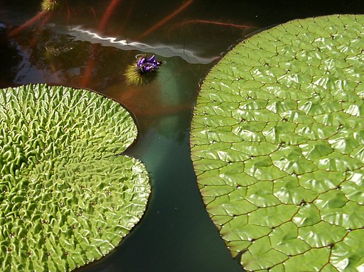 ★初秋の花々-29 オニバス
