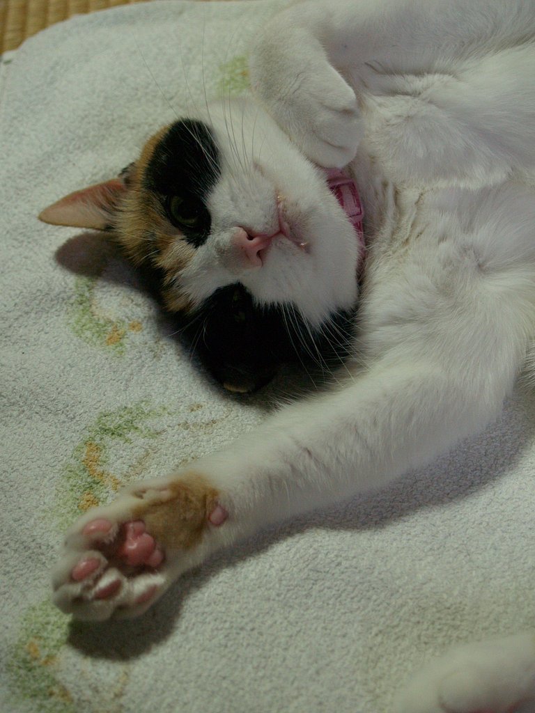 ねこ