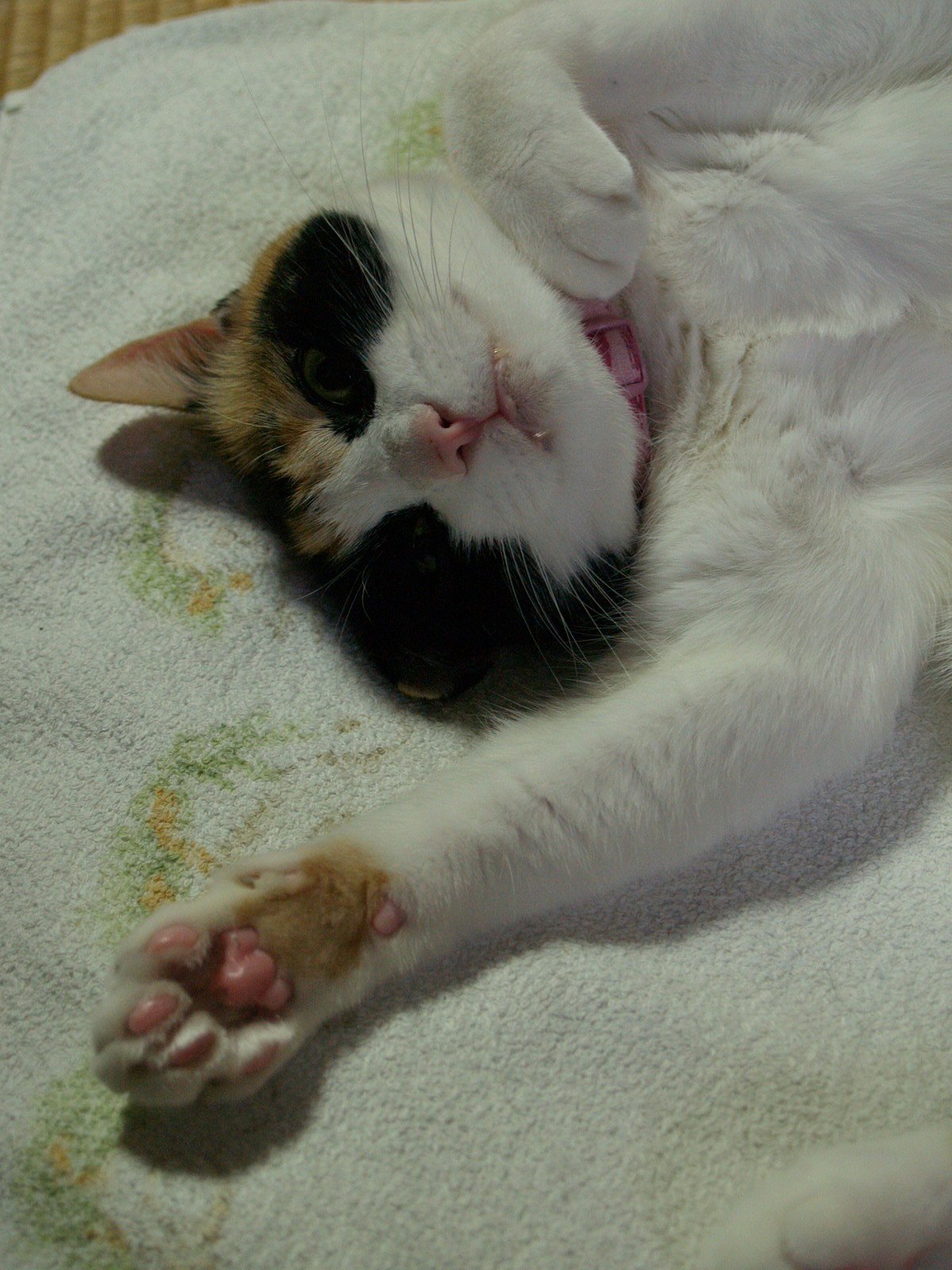 ねこ