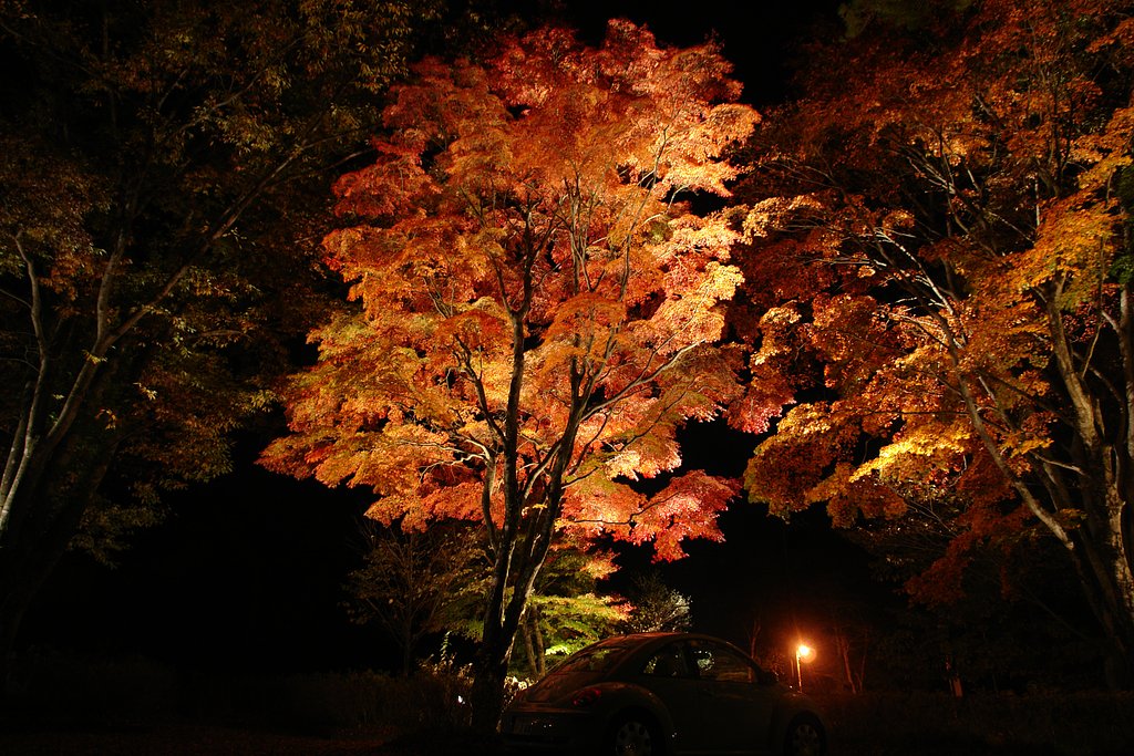 紅葉の渚