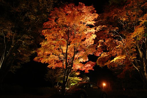 紅葉の渚