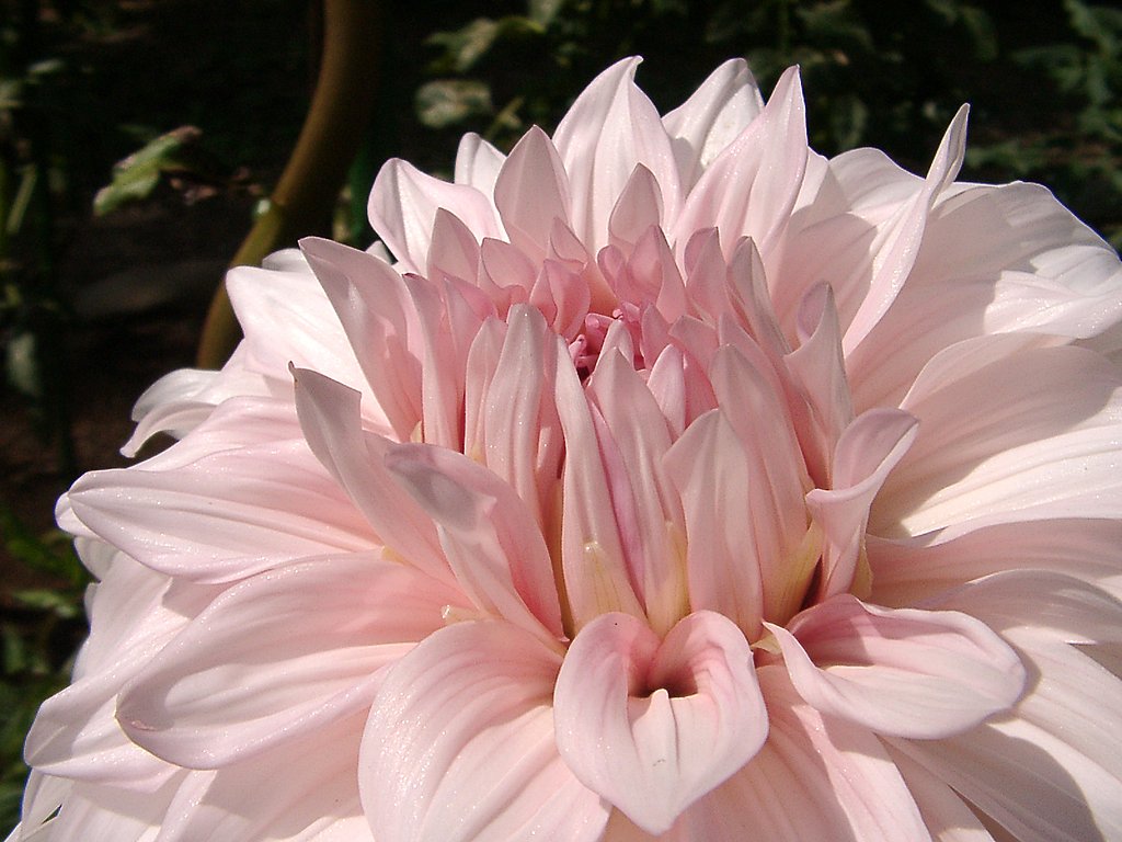 ★初秋の花々-２ ダリア②