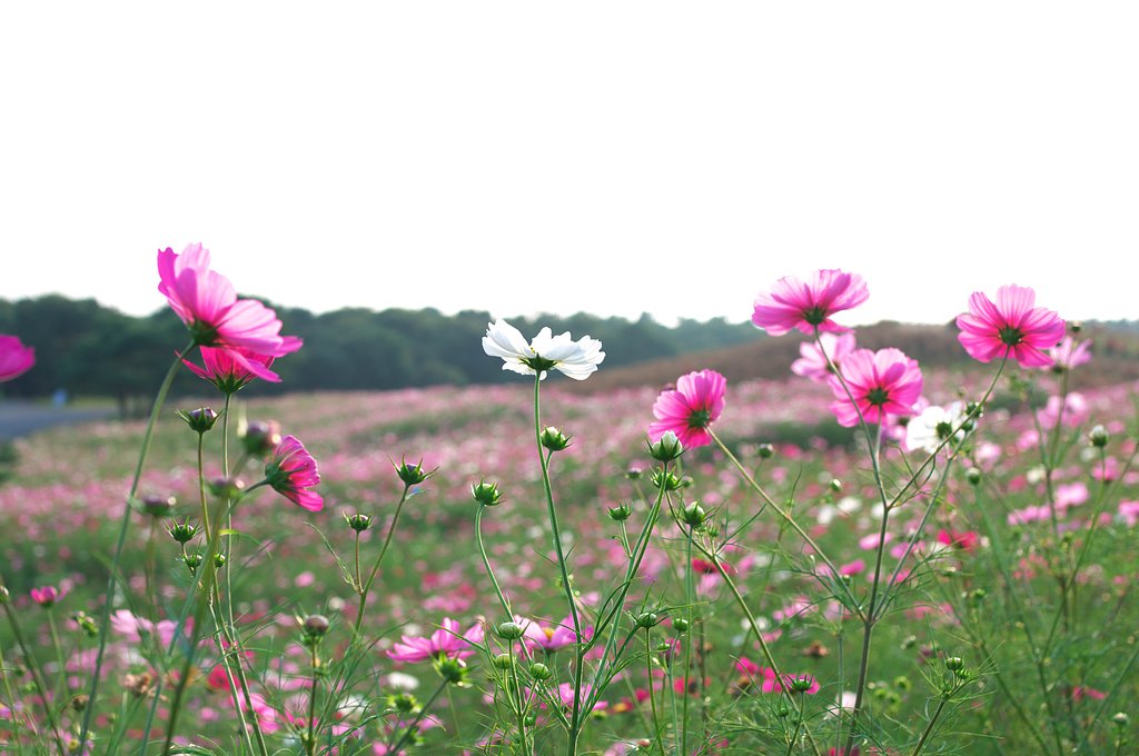 透過光・・・