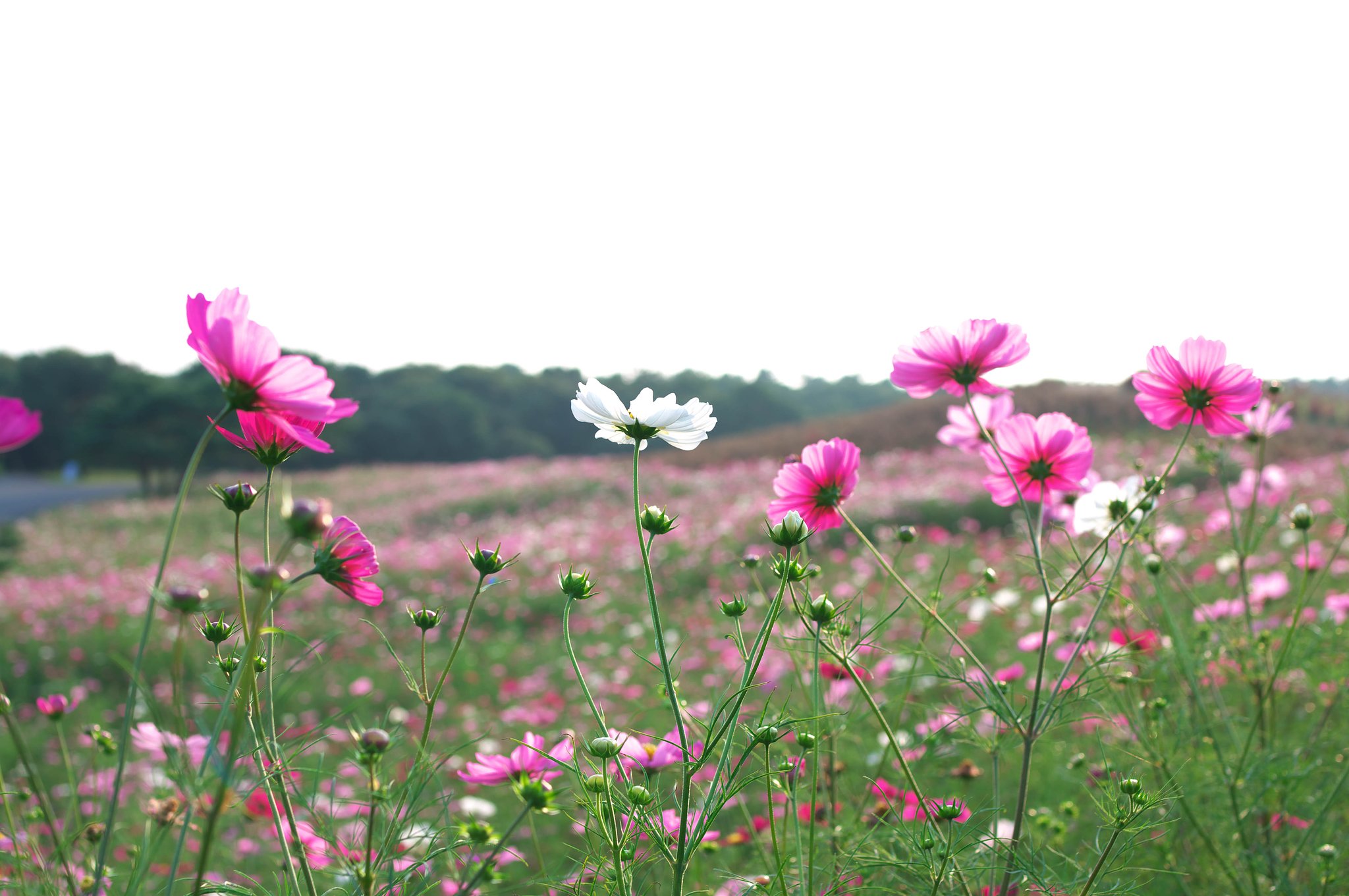 透過光・・・
