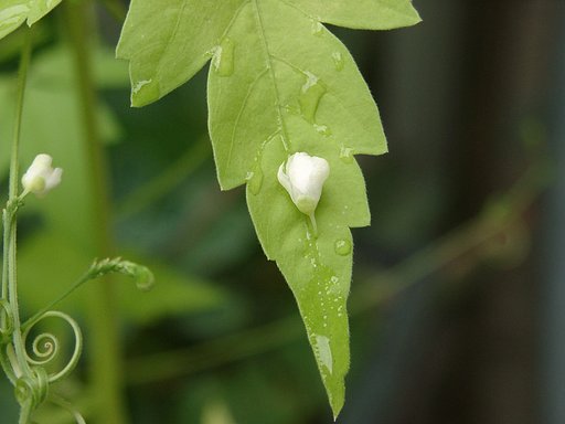 落花落涙