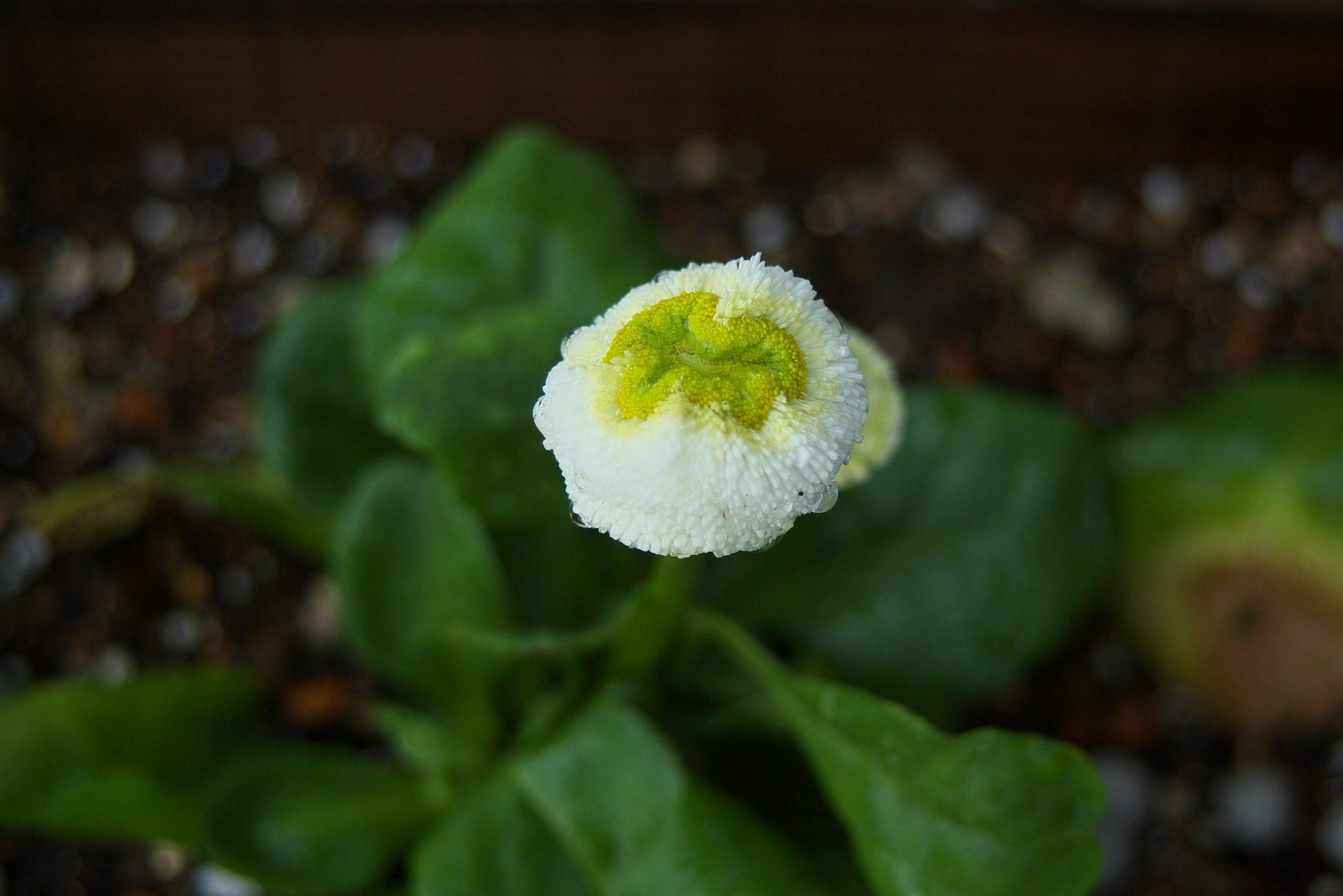 バス停の花