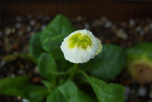 バス停の花