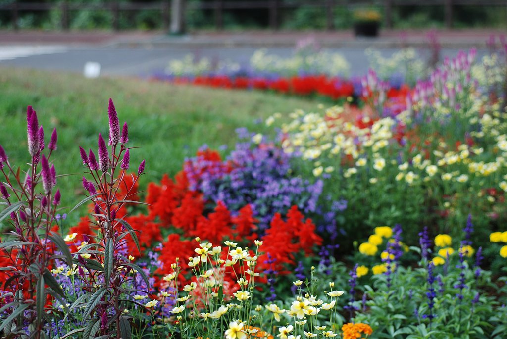 とある花畑で