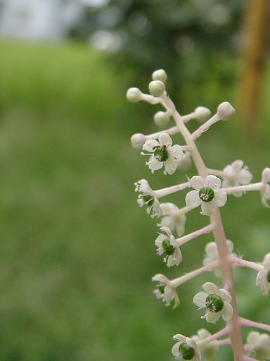 雑草の花