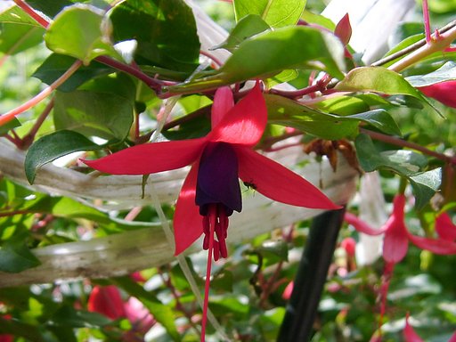 フクシアの花