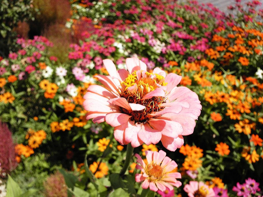 花
