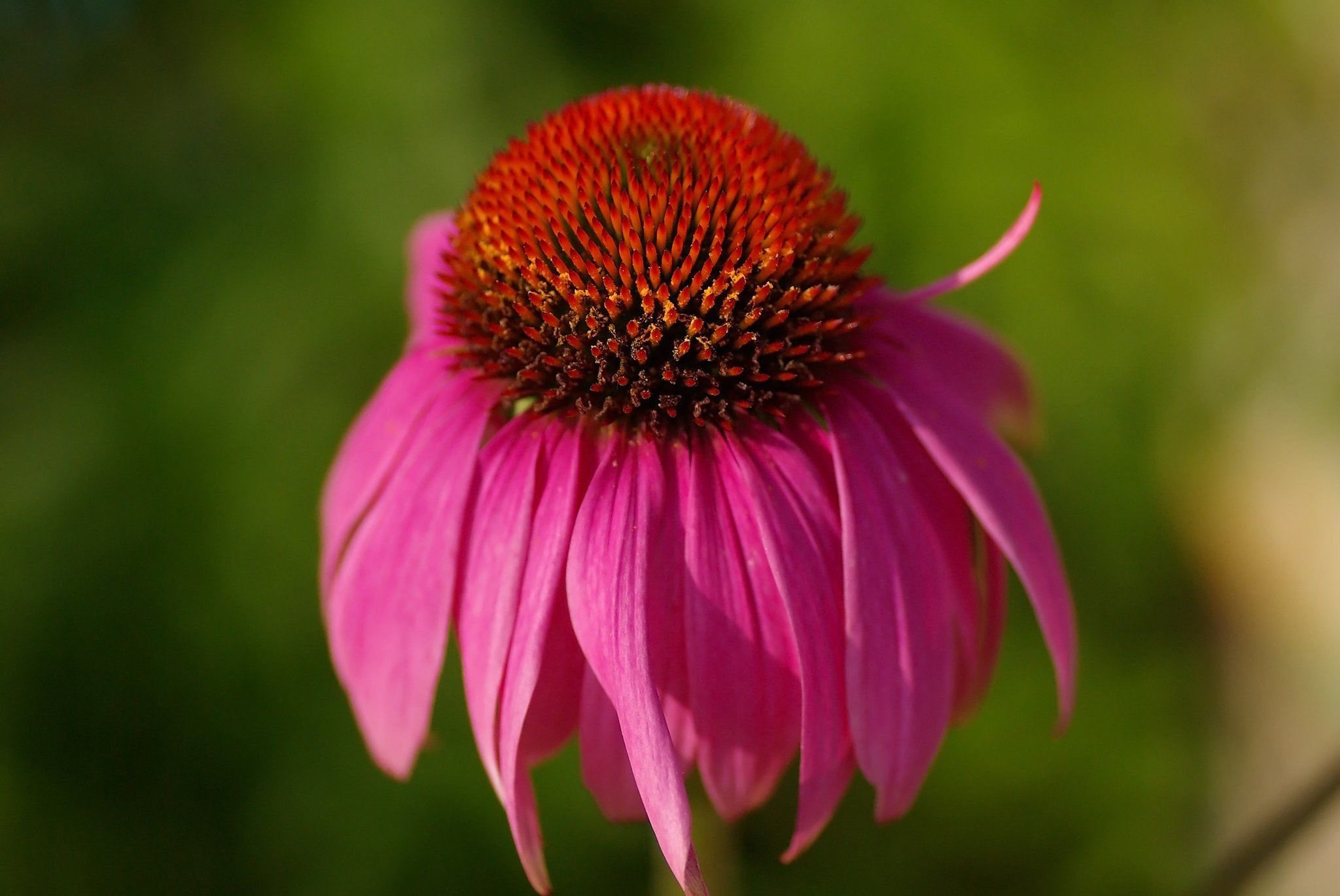 エキナセア（Echinacea）
