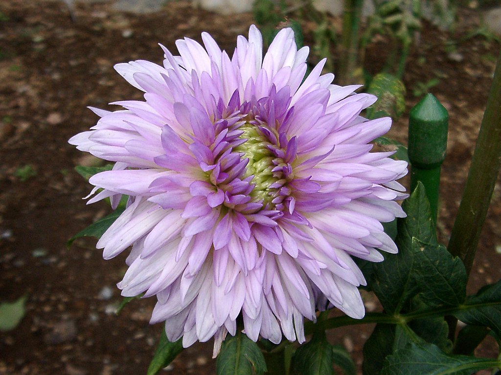 ★初秋の花々-１ ダリア①