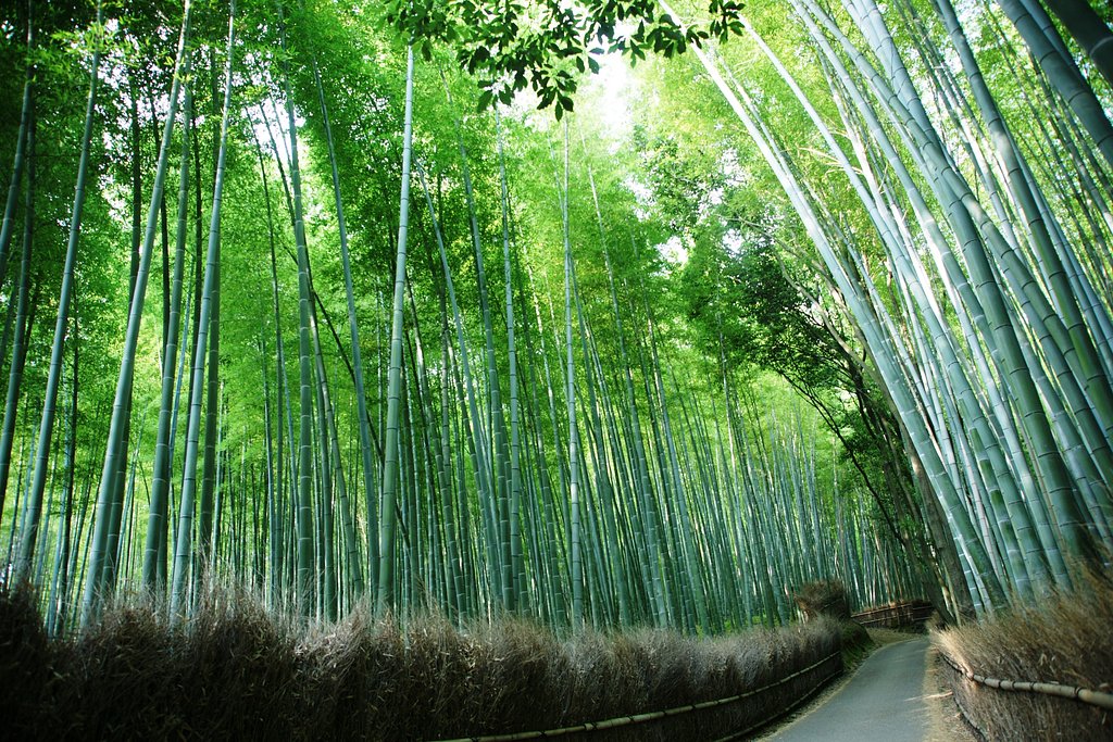 【道】竹の道