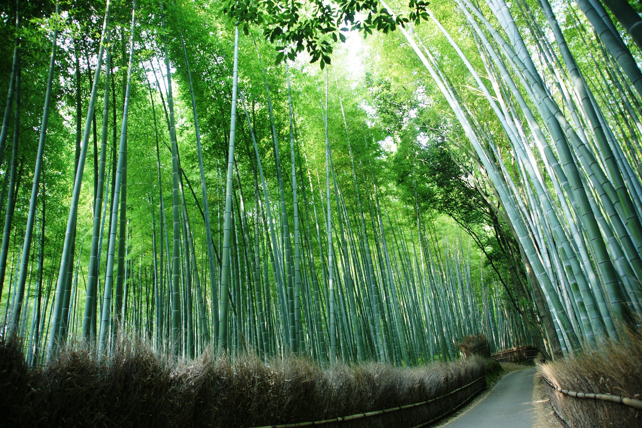 【道】竹の道